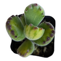 Cotyledon tomentosa Yellow Variegated Bear's Paw succulent plant.