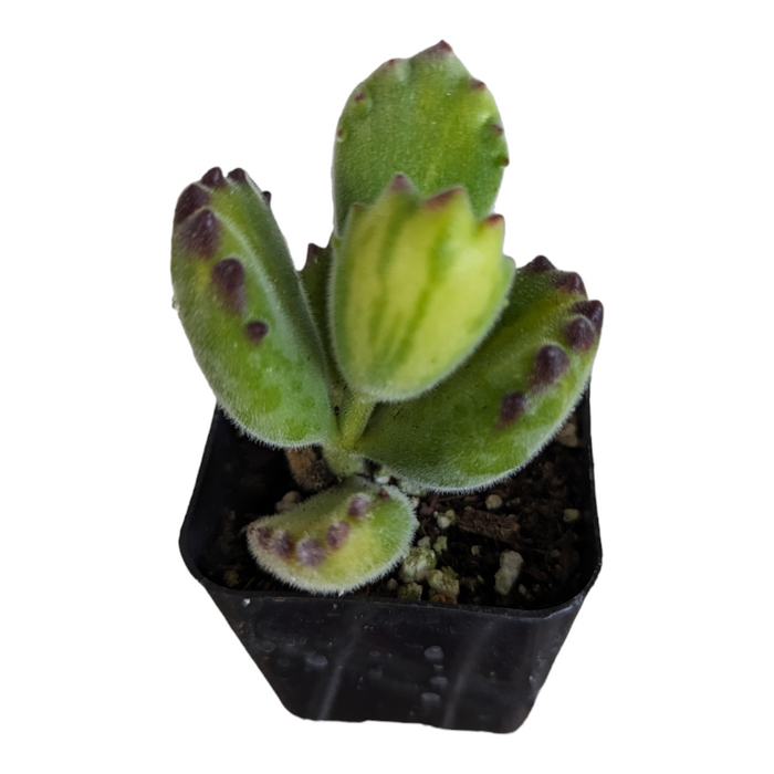 Cotyledon tomentosa Yellow Variegated Bear's Paw in nursery pot.
