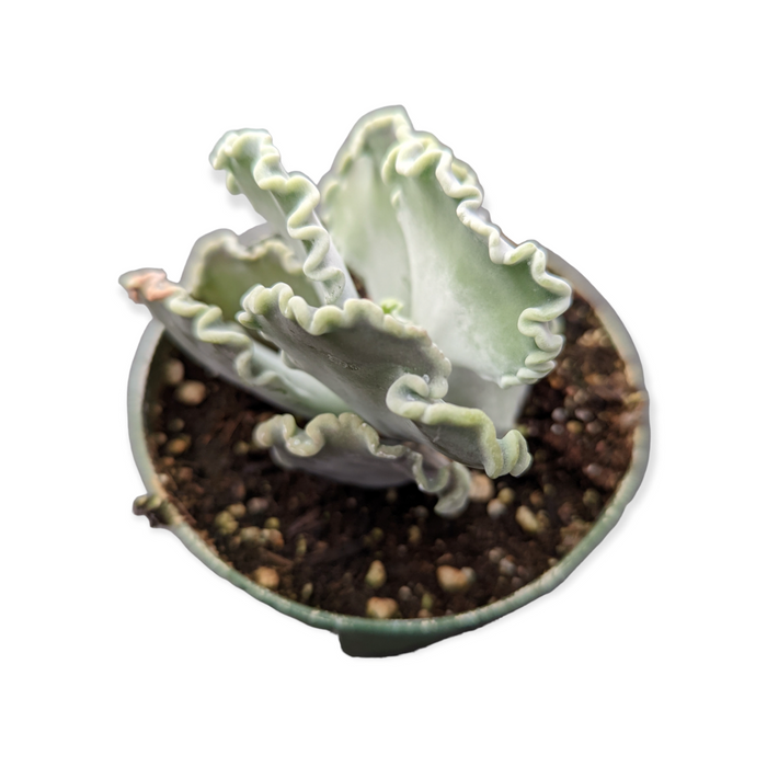 Cotyledon undulata 'Scallop Clam' in nursery pot.