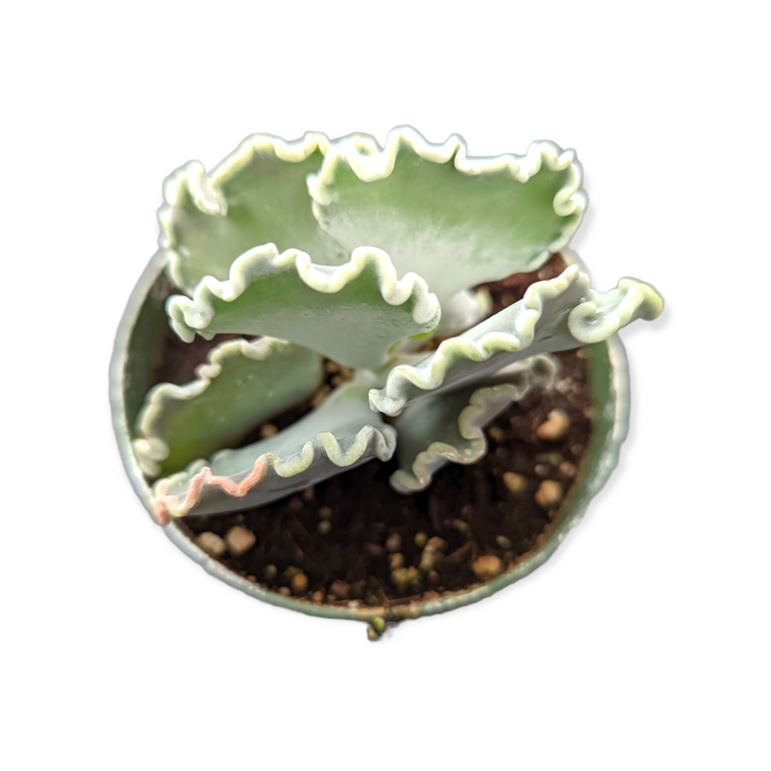 Cotyledon undulata 'Scallop Clam' succulent with frilled leaves.