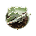 Cotyledon undulata 'Scallop Clam' succulent with frilled leaves.