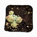 Crassula 'Baby's surprise' potted succulent top-down view.