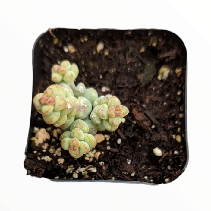 Crassula 'Baby's surprise' potted succulent top-down view.