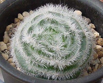 Crassula barbata, a small, hairy rosette succulent.