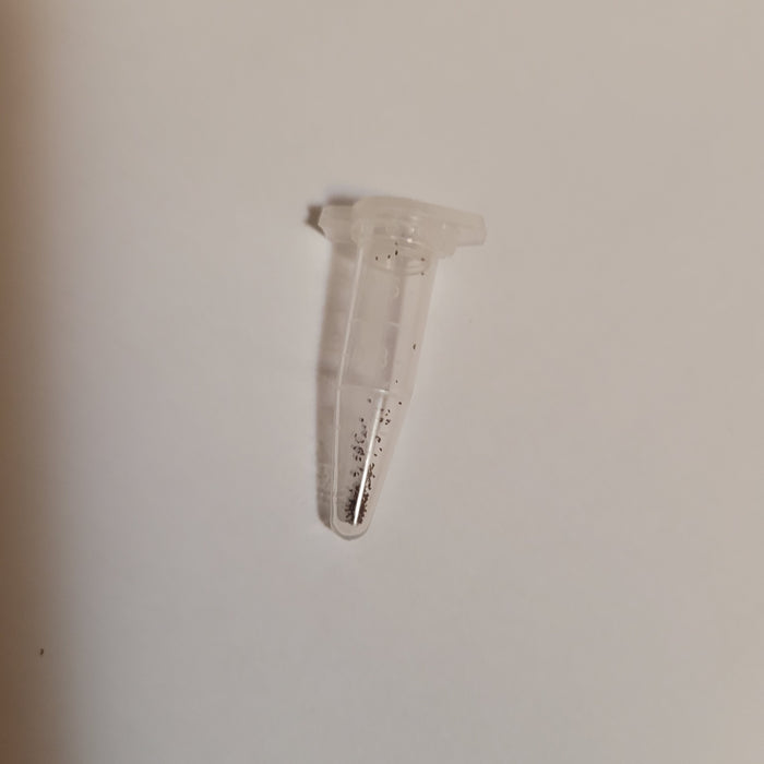 Crassula barbata in microcentrifuge tube with pellet.