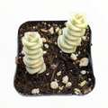 Crassula Fantasy 'Baby's Necklace' in chunky potting mix.