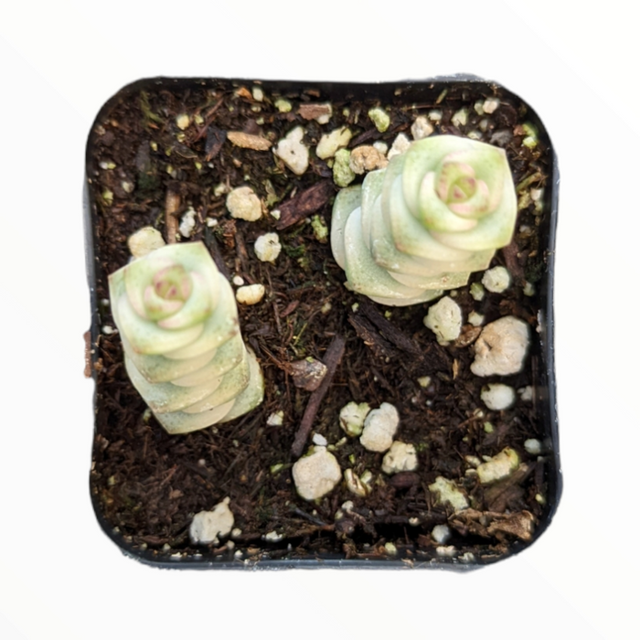 Crassula Fantasy 'Baby's Necklace' cuttings in soil pot.