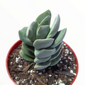 Crassula 'Ivory Tower' in red nursery pot.