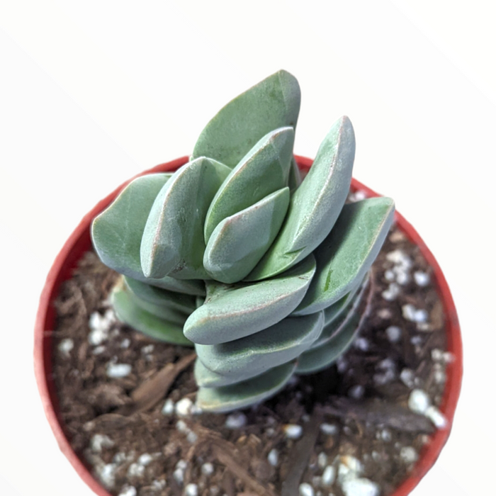 Crassula 'Ivory Tower' succulent in a small pot.
