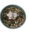 Crassula 'Moonglow' Variegata in a green nursery pot.
