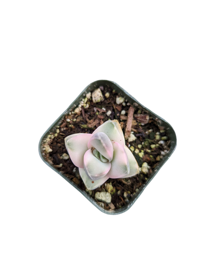 Crassula 'Moonglow' Variegata in a small square pot.