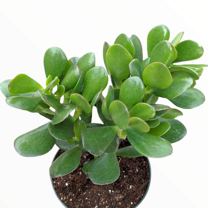 Crassula ovata potted succulent with glossy green leaves.