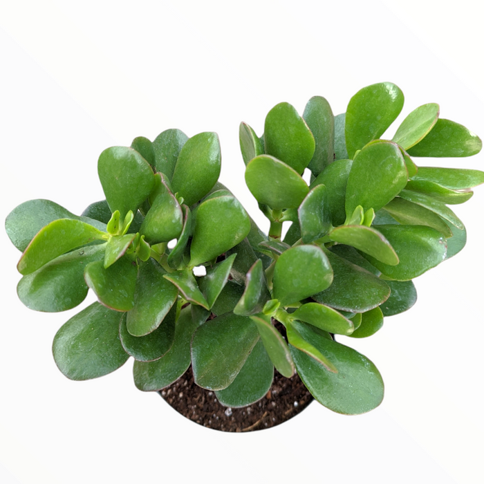 Crassula ovata - Classic Jade succulent in pot.