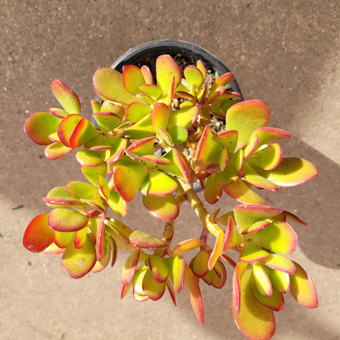 Crassula ovata - Classic Jade with reddish margins.