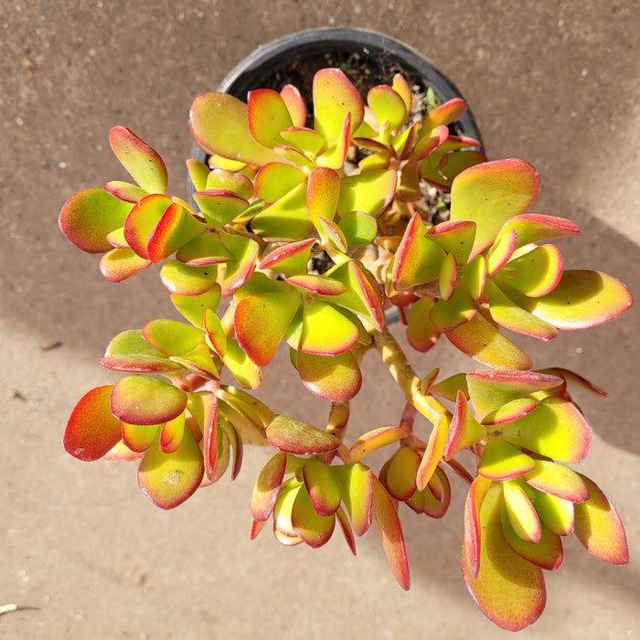 Crassula ovata - Classic Jade plant with red-tinted leaves.