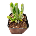 Crassula ovata 'Ogre's Ears' in small pot.
