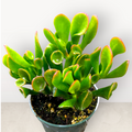 Crassula ovata 'Ogre's Ears' jade plant with tubular leaves.