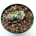 Crassula 'Pangolin' succulent in a nursery pot.