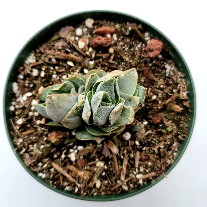 Crassula 'Pangolin' succulent in potting mix, top view.