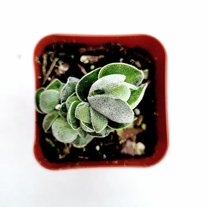 Crassula 'Pangolin' in red pot, fuzzy green leaves.