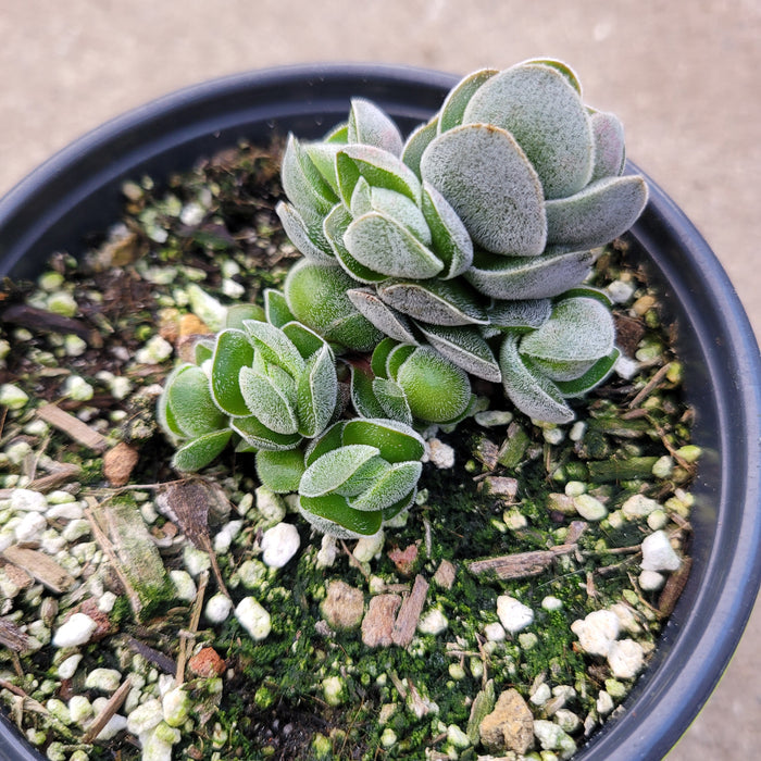 Crassula 'Pangolin' in black pot with gritty soil.