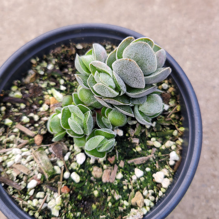 Crassula 'Pangolin' in black nursery pot, velvety rosettes.