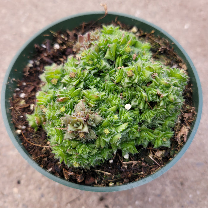 Crassula socialis potted succulent with small rosettes.