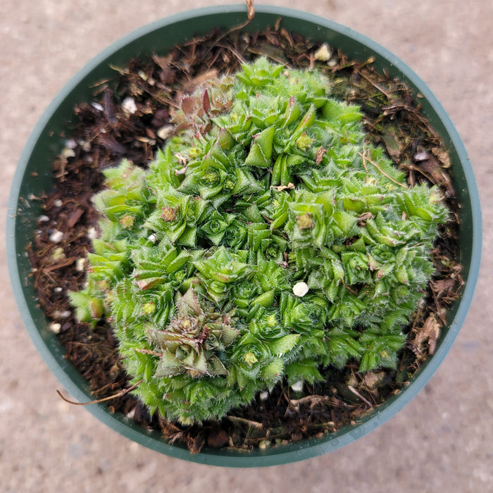 Crassula socialis succulent in nursery pot.
