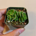 Crassula susannae in small nursery pot, fleshy rosettes.