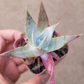 Dudleya brittonii 'Giant Chalk Dudleya' in hand, bluish-green rosette.