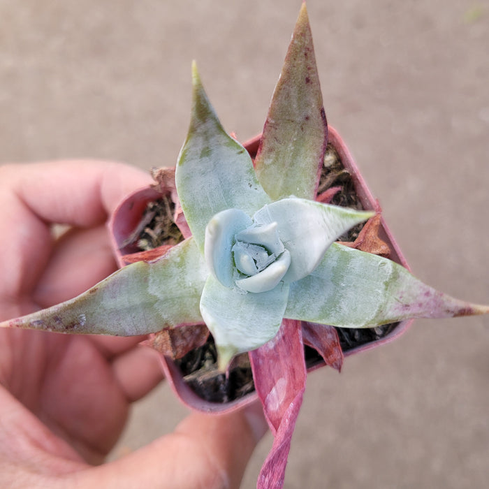 Dudleya brittonii 'Giant Chalk Dudleya' in grower's hand.