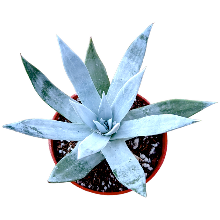 Dudleya brittonii 'Giant Chalk Dudleya' in pot, top view.