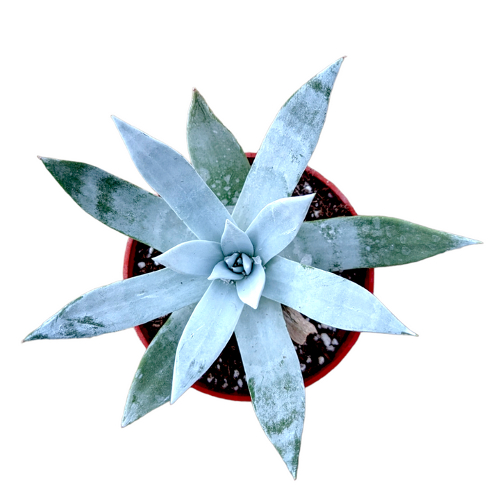 Dudleya brittonii 'Giant Chalk Dudleya' in nursery pot.