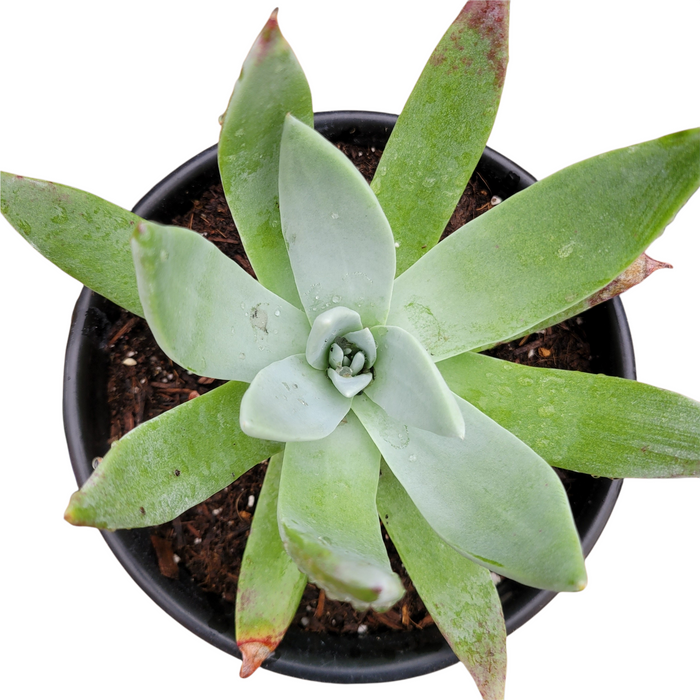 Dudleya brittonii succulent in black nursery pot.