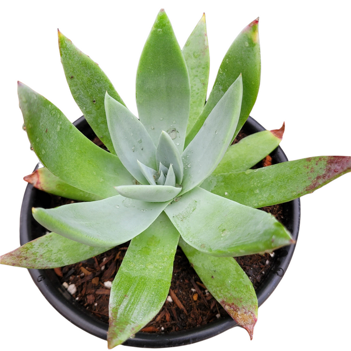 Dudleya brittonii 'Giant Chalk Dudleya' potted succulent plant.