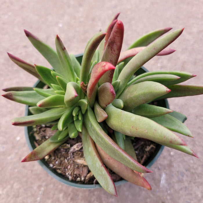 Dudleya Farinosa succulent with green leaves, reddish tips.