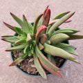 Dudleya Farinosa succulent with green leaves, reddish tips.