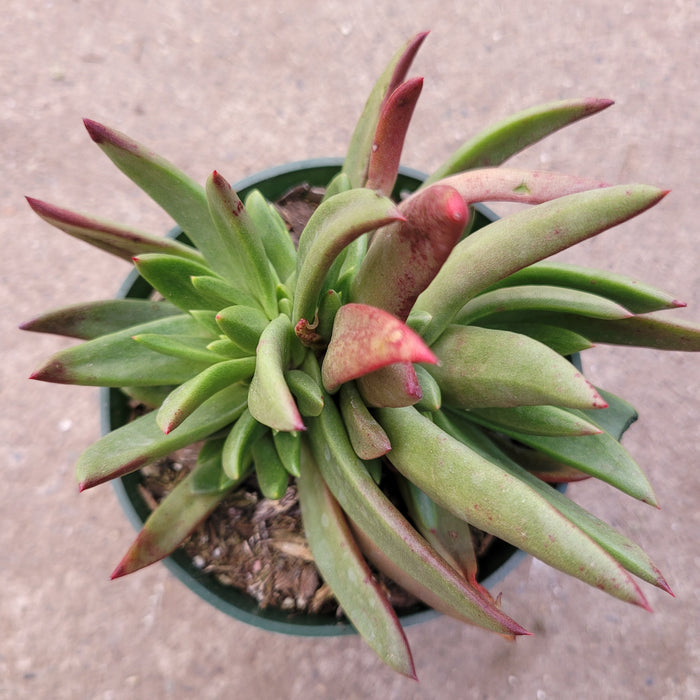 Dudleya Farinosa succulent with pink-tipped green leaves in pot.