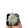 Dudleya gnoma succulent in a square pot, held by hand.