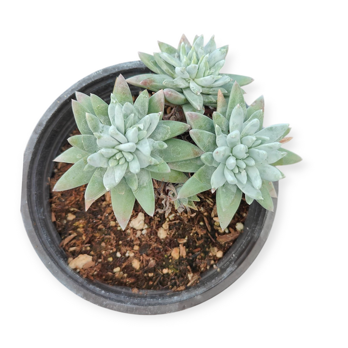 Dudleya gnoma in a black nursery pot.