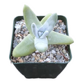 Dudleya pachyphytum in a square nursery pot.