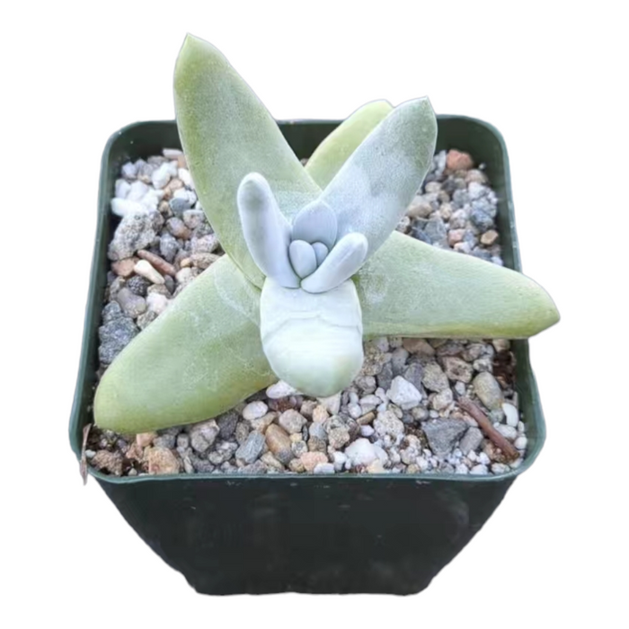 Dudleya pachyphytum in a square nursery pot.