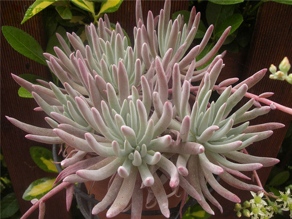 Dudleya Seeds Mixes: potted succulent with silvery-blue leaves, pink tips.