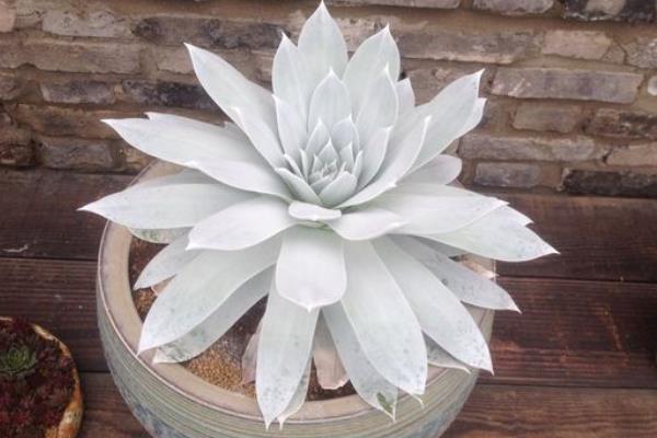 Dudleya Seeds Mixes in a ceramic pot on wood surface.