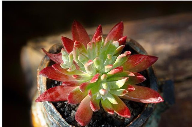 Dudleya Seeds Mixes in a shallow pot, rosette-forming succulent.