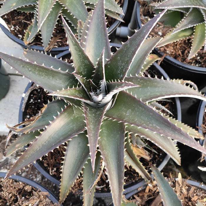 Dyckia Platyphylla, spiky rosette succulent in pot.