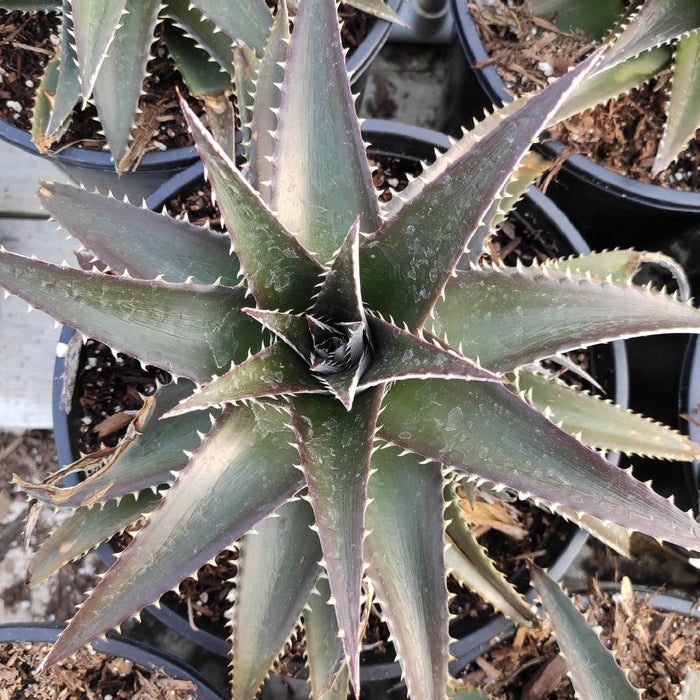 Dyckia Platyphylla succulent with spiky, rosette-shaped leaves.