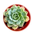 Echeveria 'Abalone' succulent in a red pot.