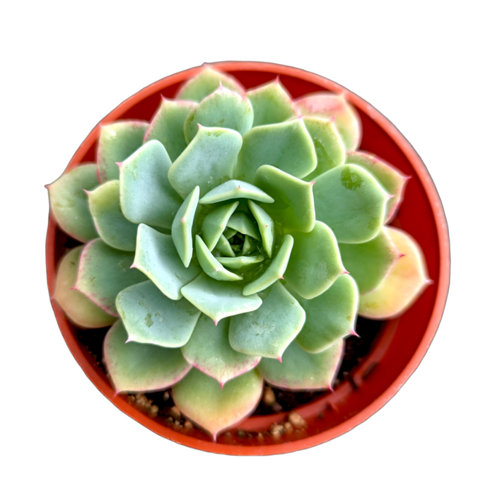 Echeveria 'Abalone' succulent in a red pot.