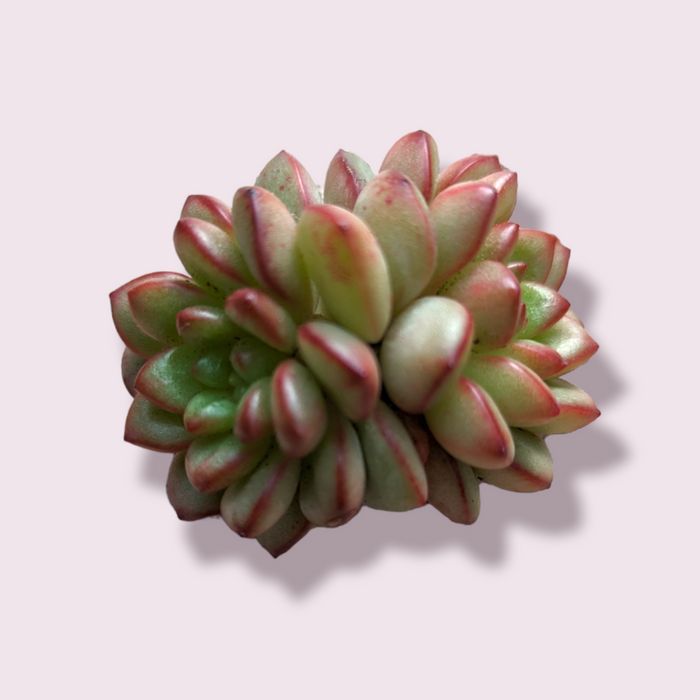 Echeveria Adam succulent with pale green, reddish-tipped leaves.
